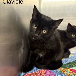 Clavicle (White Band) Domestic Short Hair Cat