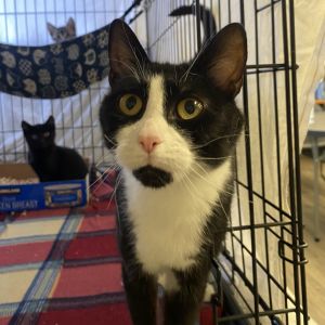 Yzma Domestic Short Hair Cat