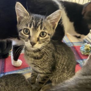 Kuzco Domestic Short Hair Cat