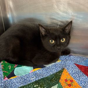 Scapula (Red Band) Domestic Short Hair Cat