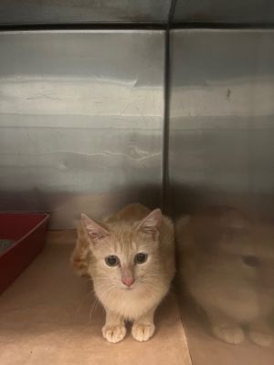 Peanut