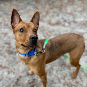 Chloe, Young Female Australian Kelpie