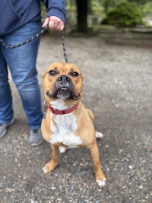 Jordan, Young Male Boxer