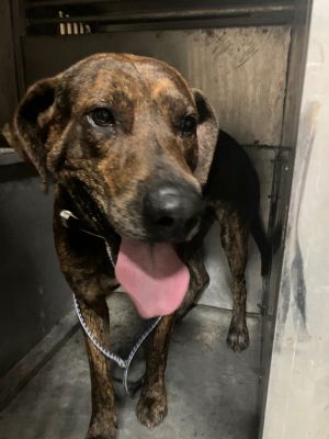 Chase, Young Male Shepherd