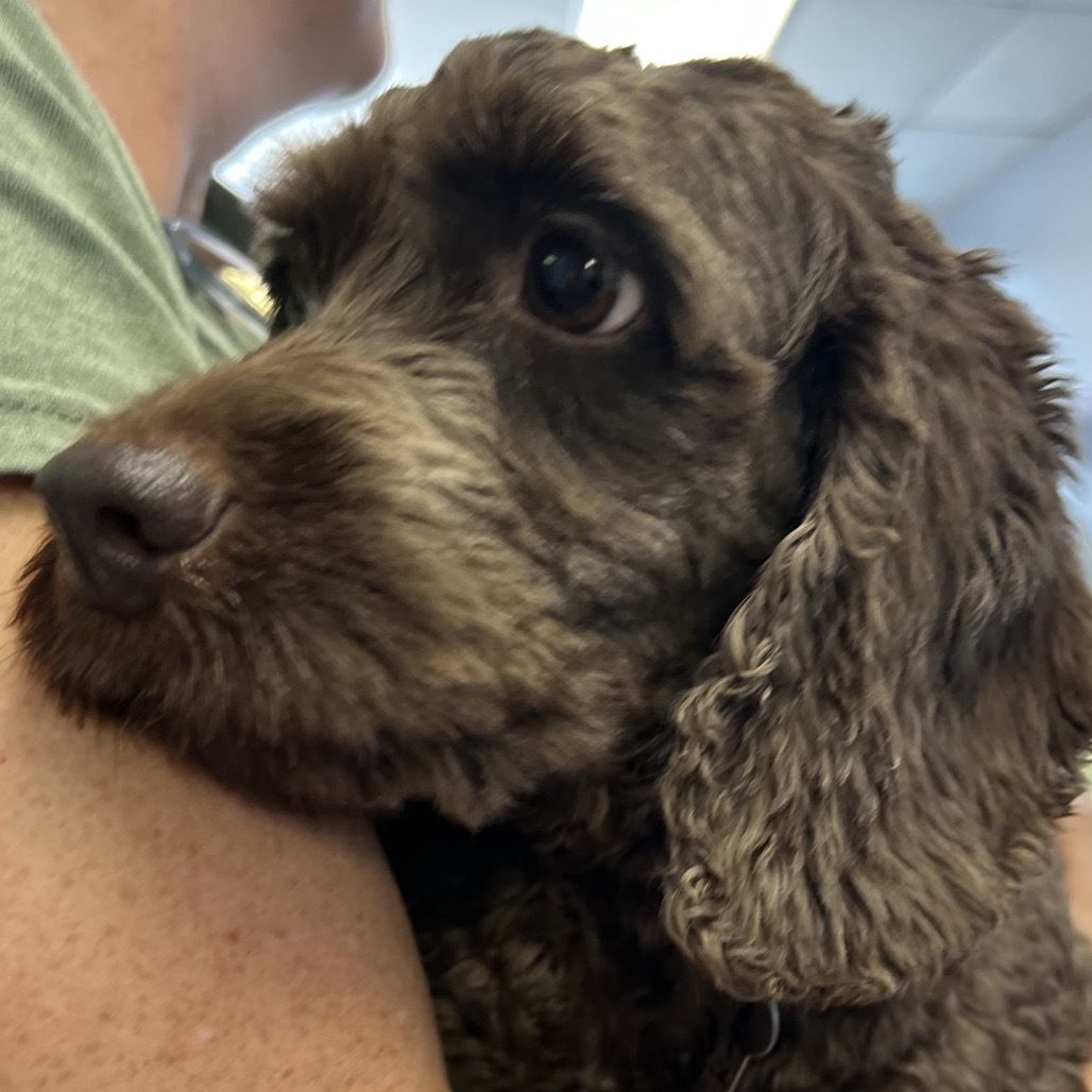 Keweenaw - 2331, an adoptable Cockapoo in Holly, MI, 48442 | Photo Image 3