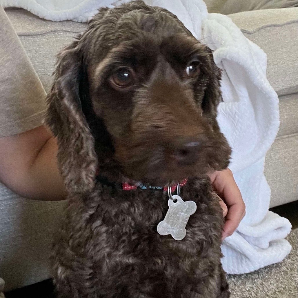 Keweenaw - 2331, an adoptable Cockapoo in Holly, MI, 48442 | Photo Image 5