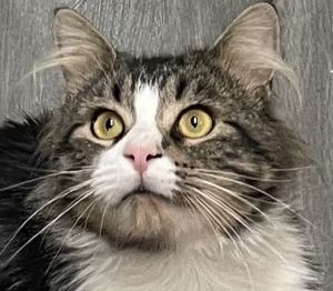 MacGyver, Adult Male Domestic Medium Hair