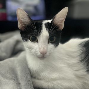 Margarita, Young Female Domestic Short Hair