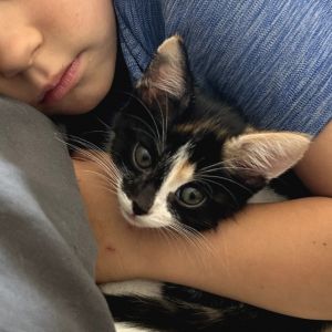 Kila (Tequila) Domestic Short Hair Cat