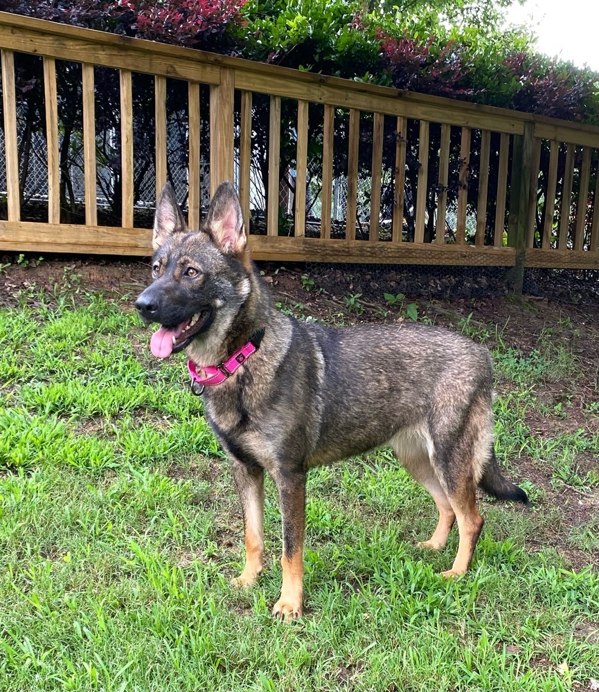 Harper