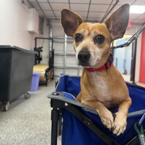 Romeo, Senior Male Chihuahua