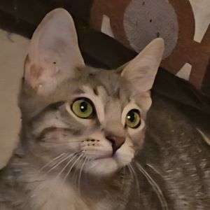 N-Cork, Baby Male Domestic Short Hair
