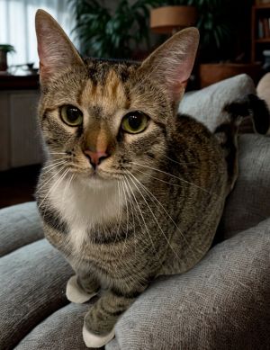 Ember Domestic Short Hair Cat