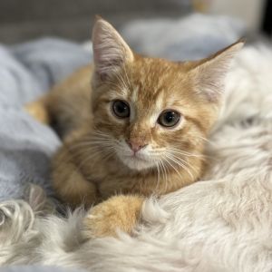 Cory, Baby Male Domestic Short Hair