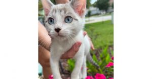 Snowball, Adult Female unknown