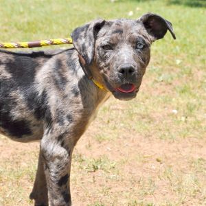 Pepper, Baby Female Mixed Breed