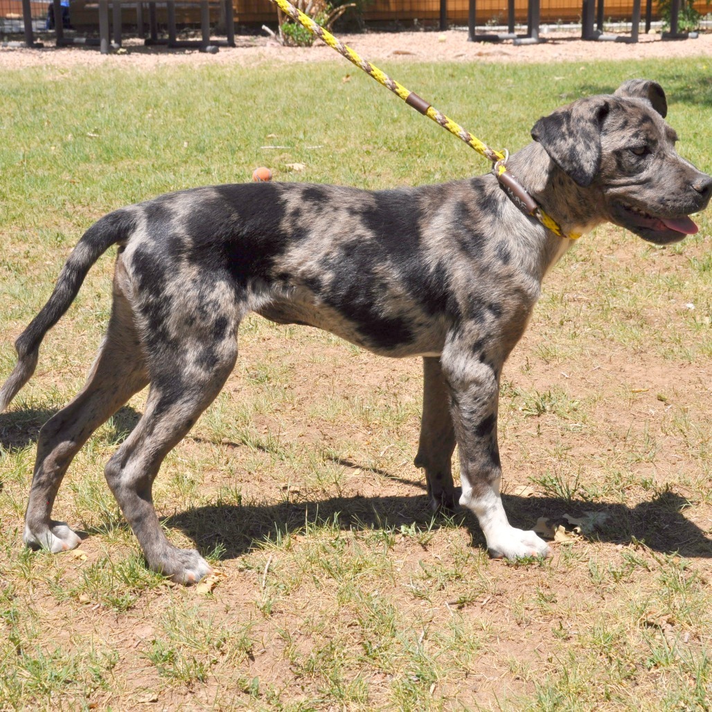 Pepper