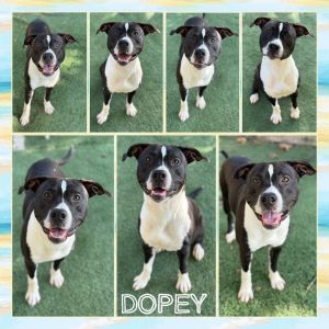 Dopey, Adult Male Pit Bull Terrier