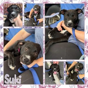 Suki, Young Female Black Labrador Retriever