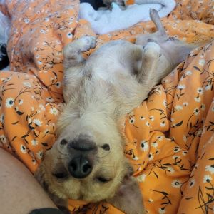 Splinter, Adult Male Terrier