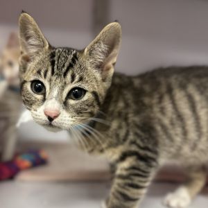 Zinfandel, Baby Male Domestic Short Hair