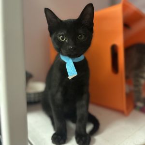 Merlot, Baby Male Domestic Short Hair
