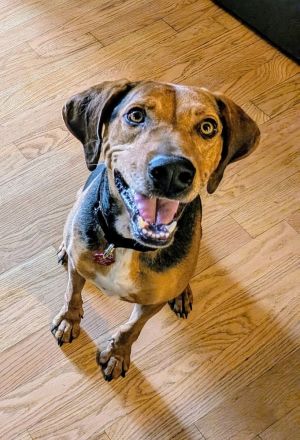 Chance, Adult Male Mixed Breed
