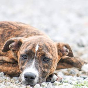 Poppy, Baby Female Mixed Breed