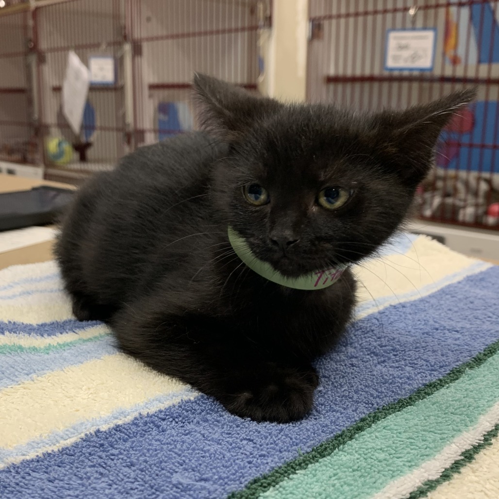 Titanium, an adoptable Domestic Medium Hair in Cheyenne, WY, 82007 | Photo Image 1