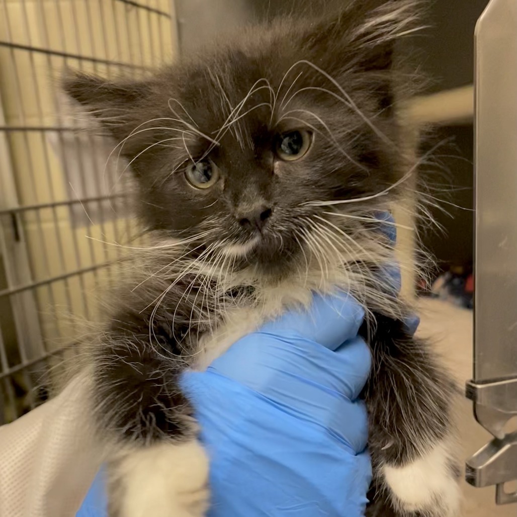 Cobalt, an adoptable Domestic Long Hair in Cheyenne, WY, 82007 | Photo Image 1