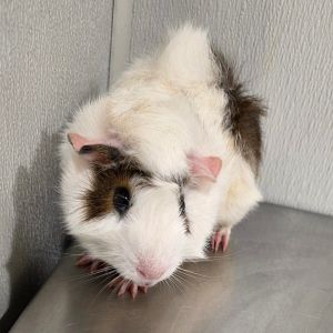 Mallo, Young Male Guinea Pig