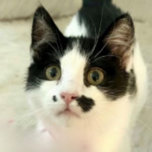 Laffy, Baby Male Domestic Short Hair