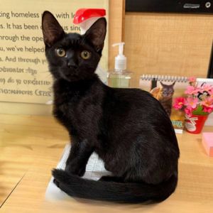 Onyx, Baby Female unknown