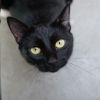BooBoo Kitty photo 1