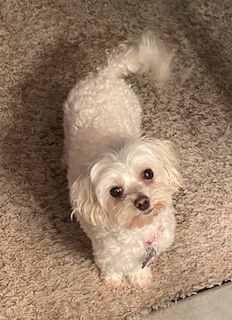 Maltipoo - Tiff