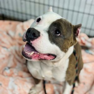 Steve Harrington, Adult Male Pit Bull Terrier