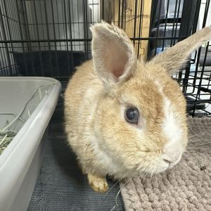 Sir Bun