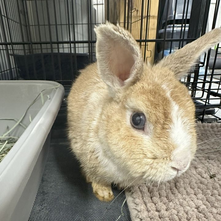 Sir Bun 1