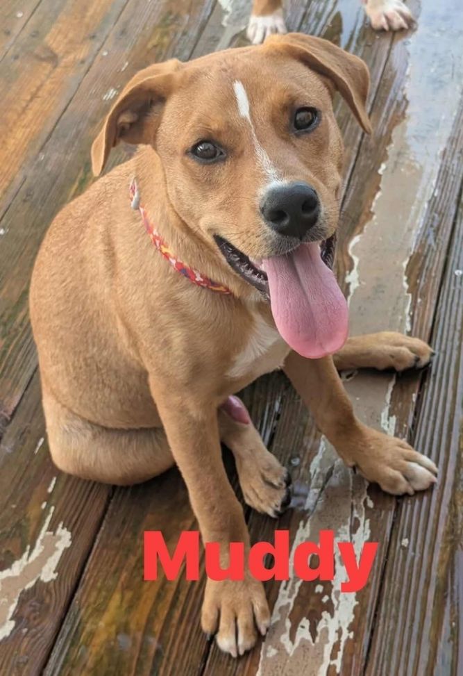 Muddy