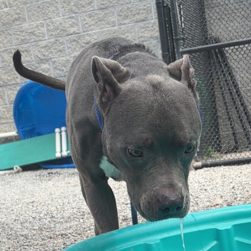Luca