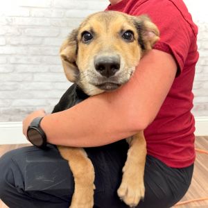 Lil Porkchop Girl, Baby Female Hound