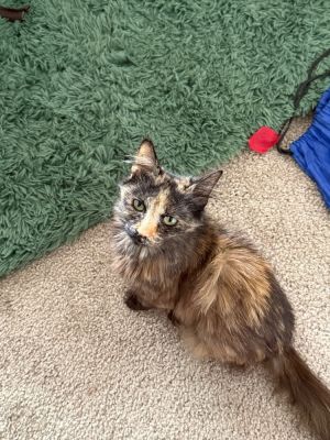 Cleo, Senior Female Domestic Short Hair