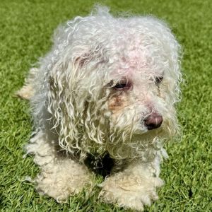 Bubbles, Senior Female Bichon Frise