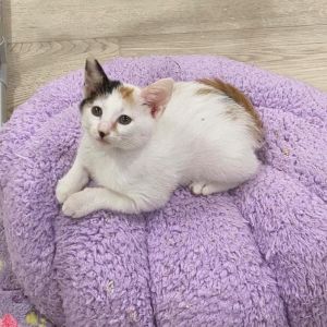 Haven Silverman, Baby Female Domestic Short Hair