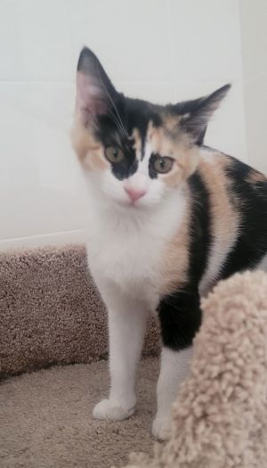 Fancy, Baby Female Domestic Short Hair