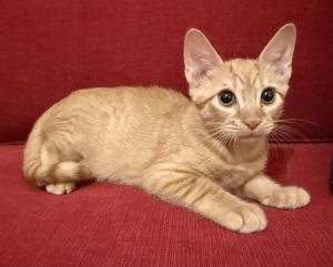 Butternut, Baby Male Domestic Short Hair