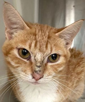 Elysium, Young Female Tabby