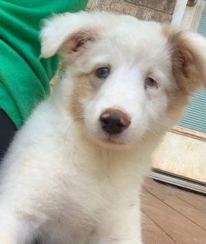 Hattie, Baby Female Shetland Sheepdog / Sheltie