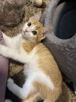Macaroon, Baby Female unknown