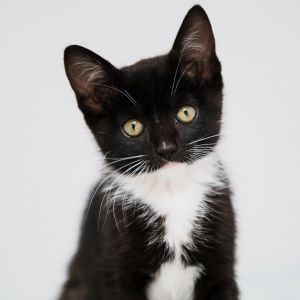 Ask to meet me today at the Bay Area Cats adoption center inside Sunnyvale Petco at 160 E El Camino